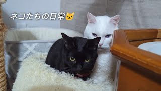 ネコたちの日常🐱