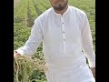 biodyne 401 potato crop smartfarmer organicfarming biofertilizer pakistan agriculture