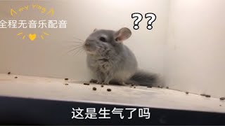 原音龙猫害怕叫声跟小孩一样这是真的怕了吗