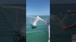 Catching Bait from the Top of Skyway Fishing Pier! #castnetfishing #bait #fishing