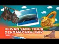 Hewan-hewan yang Tidur dengan Cara Tidak Biasa