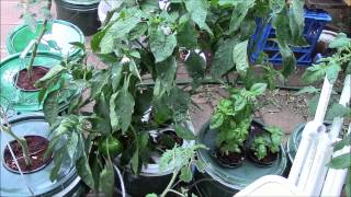 after 40C [104F] for 5 days straight, an update on the dutch bucket tomatos