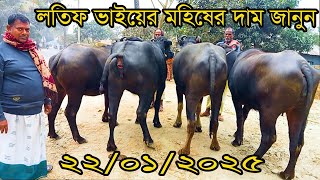 লতিফ ভাইয়ের এ সপ্তাহের মুররাহ জাতের প্রেগন্যান্ট মহিষ ও দুধের মহিষের বিস্তারিত জানুন - Prince Agro