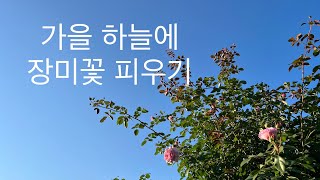 가을에 피는 장미_여름 마지막 시간에 전정하기와 자연이 피워주는 힘