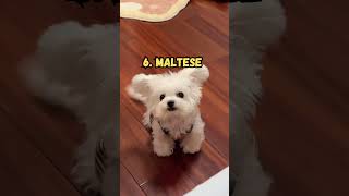 Top 10 Most Smallest Dogs In The World.||Tiny and Adorable. #shorts #viral #pets #youtubeshorts #dog