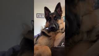 Day in the LIFE of a GERMAN SHEPHERD