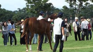 9ターシャズスターの16 シルク募集馬ツアー