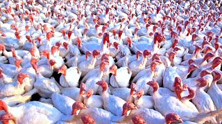 World Biggest Turkeys Farm / Poultry Farm Technology / Modern Turkey Processing Factory
