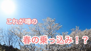 【へらぶな釣り】これが噂の乗っ込みってやつですか？