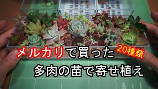 mercariで買った多肉植物を寄せ植え