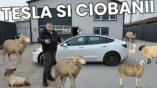 2 CIOBANI SI O TESLA