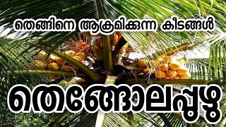 തെങ്ങോലപ്പുഴു, തെങ്ങിനെ ആക്രമിക്കുന്ന കീടങ്ങൾ, enemys of coconut tree, #coconut, #thengukrishi