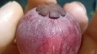 mangosteen , പഴങ്ങളുടെ റാണി വീട്ടിൽ ഈ സീസണിൽ ഉണ്ടായതാണ്