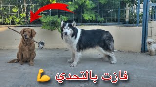 اقوى تحدي بين جاك والكلبه الجديده !! هزيمه جاك 😱