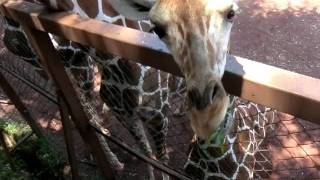 キリンの赤ちゃんが葉っぱをたべてたょ♪ Baby giraffe was eating leaves.