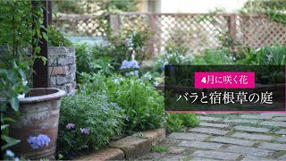 【4月初旬の庭】春の庭に咲く花　