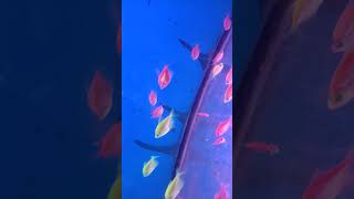 Colorfull Fish Pink Red Yellow Fish #youtube short