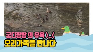 물놀이 중인 오리가족, 엄마오리의 모성애 관찰 Mallard Family