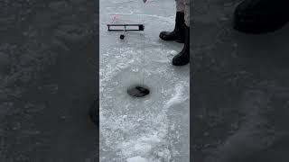 3 inches of ice? opening day of trout season in Vermont? trophy Brook trout? #fishing #icefishing