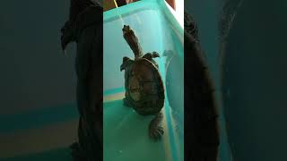 #Shorts【亀さんのキメポーズ❣】それを不思議そうに眺めるコザクラインコ🤣Turtle's cool pose❣