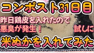 段ボールコンポスト31日目昨日鶏皮を入れたので悪臭が発生！試しに米ぬかを入れてみた