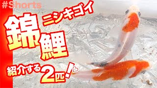 稚魚の錦鯉！大正三色とドイツ紅白…#shorts