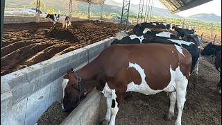 CUSTO ALIMENTAR DA MINHA FAZENDA COM VOLUMOSO A BASE DE SILAGEM DE MILHO NO SERTÃO ALAGOANO 🐄🥛🚀🙏🏼