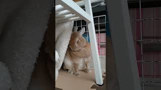 まふまふお手入れ中#うさぎ#うさみ#Rabbit#bunny