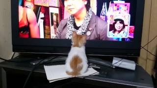 2015.09.05 TVを見る子猫