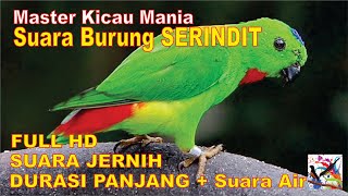 Download Lagu Masteran Murai Suara Burung SERINDIT Durasi Panjan... MP3 Gratis
