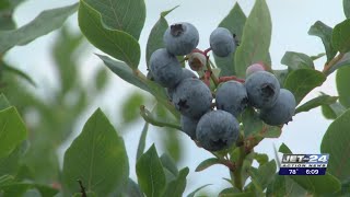 Pick fresh blueberries in North East this summer while they last