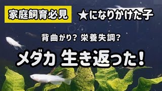 【メダカ】背曲がり⁉️★になりかけたメダカが復活する‼️