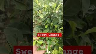 sweet orange kolichi fruit plant fruiting started