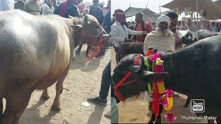 Dabhedi Pashu Mandi | Bakdi Bhes | Murrah Buffalo | New Video Pashu Mandi | Cow Market up Peth |