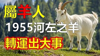 屬羊之人，1955年乙未年出生，2025年是70歲。屬羊之人稱為河左之羊，轉運出大事#生肖運勢 #生肖 #十二生肖