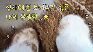 카메라를 달고 사라진 고양이가 찍어온 영상  l 전지적 고양이 시점