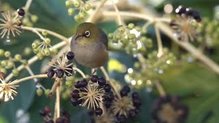 Silvereye or Wax-eye (Zosterops lateralis)