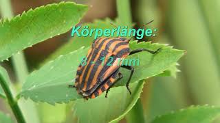 Steckbrief einer Streifenwanze - Graphosoma lineatum 2021