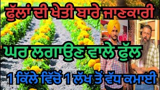 ਫੁੱਲਾਂ ਦੀ ਖੇਤੀ ਬਾਰੇ ਜਾਣਕਾਰੀ | ਘਰ ਲਗਾਉਣ ਵਾਲੇ ਫੁੱਲ | 1 ਕਿੱਲੇ ਵਿੱਚੋਂ 1 ਲੱਖ ਤੋਂ ਵੱਧ ਕਮਾਈ