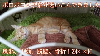 ボロボロの子猫を保護しました。