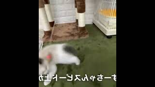 保護して１ヶ月を迎えた子猫の体重を測ってみました #030