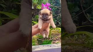 ചാര നിറത്തിലുള്ള cute പോമറേനിയൻ puppy || Cute brown Pomeranian puppy 😍😍😍😍😍