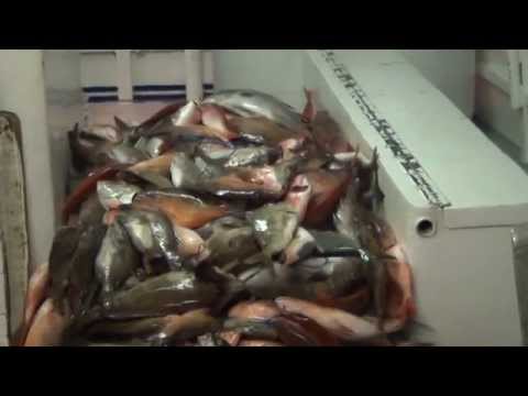 Hubbard S Marina 39 Hour Long Range Overnight Fishing Trip 7 18 14 Http