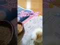 ピヨピヨピヨピヨピヨピヨピヨピヨ・・・・・ チャボ 桂チャボ チャボヒナ