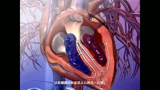 心脏瓣膜 三维立体动画演示 #人体解剖学 Heart valves 3D animation #humananatomy