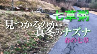 食べられる草｜難易度高！　1月のナズナの見つけ方｜七草粥|春の七草