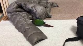 ウロコインコ：チビハルTwitter動画～166