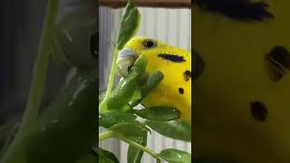 【セキセイインコ】好物の豆苗を食べる