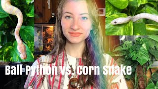 The Best Beginner Snake (Ball Python vs. Corn Snake)