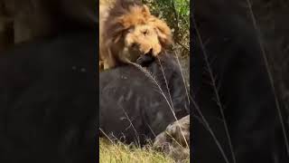 Lorkulup and brother Oloimina are together in masai mara grasslands but Oloshipa wasn't around.